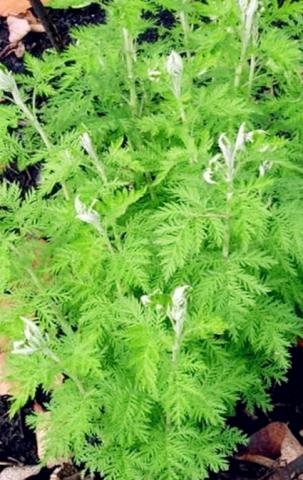 Artemisia Herbal Tea 100% Natural